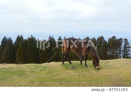 ミサキウマ(岬馬)1頭（都井岬／宮崎県串間市大納） 67551263