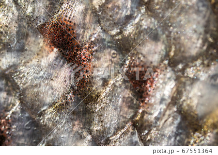 Tasmanian Salmon Macro Photo Tasmanian Salmon Macro Photo 67551364