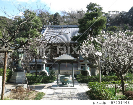 しだれ梅が咲く藤沢市の常立寺(本堂・参道) しだれ梅が咲く藤沢市の常立寺(本堂・参道) 67551448