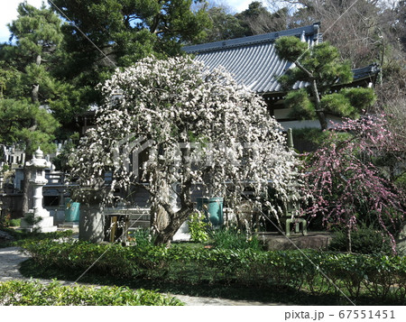 しだれ梅が咲く藤沢市の常立寺 67551451