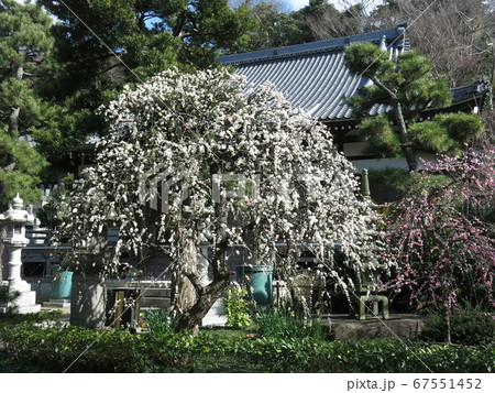 しだれ梅が咲く藤沢市の常立寺 67551452