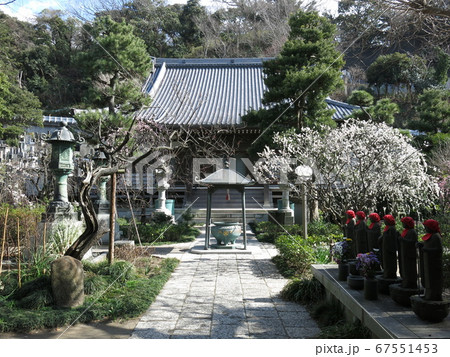 しだれ梅が咲く藤沢市の常立寺(本堂・参道・六地蔵) しだれ梅が咲く藤沢市の常立寺(本堂・参道・六地蔵) 67551453