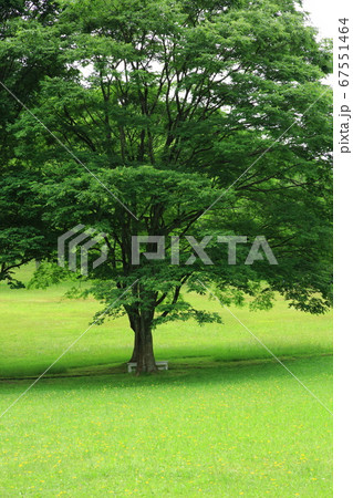 木陰のベンチ 67551464