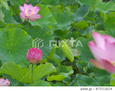 咲き始めの大賀ハスの花(遠景) 咲き始めの大賀ハスの花(遠景) 67551624