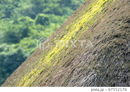 茅葺屋根と苔 67552170