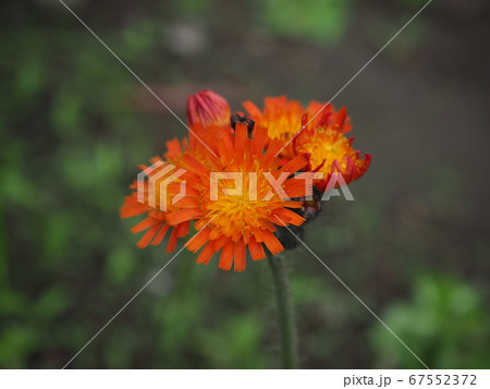 コウリンタンポポ コウリンタンポポ 67552372