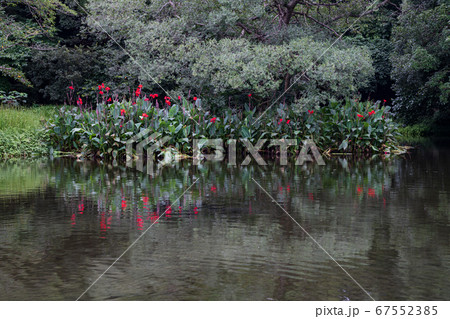 蓮の花が咲く八景水谷水辺公園に飛び交ってる翡翠 蓮の花が咲く八景水谷水辺公園に飛び交ってる翡翠 67552385