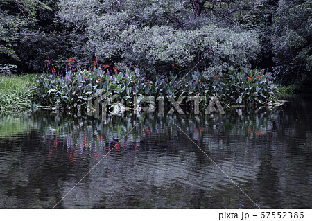 蓮の花が咲く八景水谷水辺公園に飛び交ってる翡翠 67552386