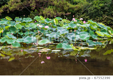 蓮の花が咲く八景水谷水辺公園に飛び交ってる翡翠 蓮の花が咲く八景水谷水辺公園に飛び交ってる翡翠 67552390