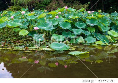 蓮の花が咲く八景水谷水辺公園に飛び交ってる翡翠 蓮の花が咲く八景水谷水辺公園に飛び交ってる翡翠 67552391