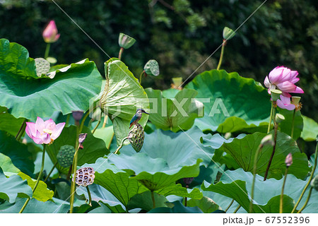 蓮の花が咲く八景水谷水辺公園に飛び交ってる翡翠の写真素材