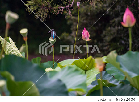 蓮の花が咲く八景水谷水辺公園に飛び交ってる翡翠の写真素材