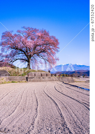 【山梨県】わに塚の桜(わにづかのさくら) 【山梨県】わに塚の桜(わにづかのさくら) 67552420