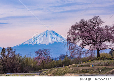 【山梨県】わに塚の桜(わにづかのさくら) 富士山遠望 【山梨県】わに塚の桜(わにづかのさくら) 富士山遠望 67552447