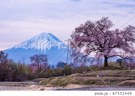 【山梨県】わに塚の桜(わにづかのさくら) 富士山遠望 【山梨県】わに塚の桜(わにづかのさくら) 富士山遠望 67552449