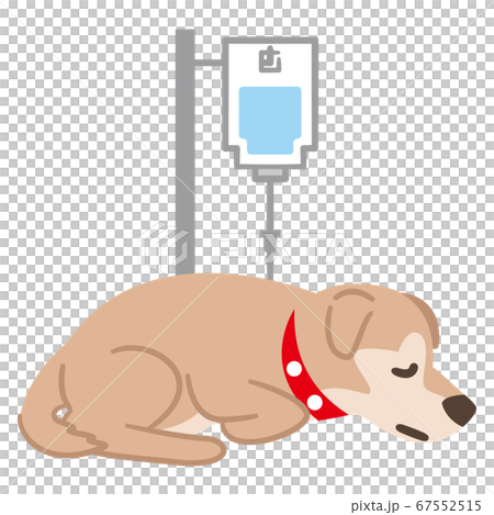 点滴をする犬のイラストレーション 67552515