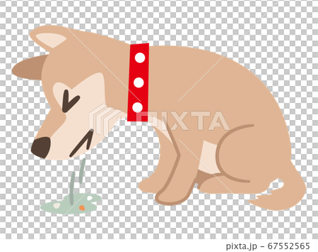 嘔吐した犬 67552565