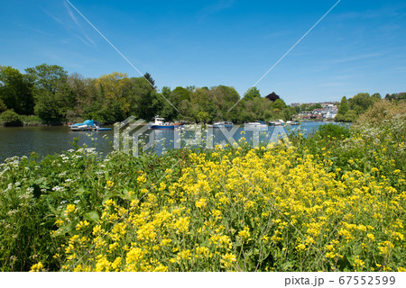 リッチモンドを流れるテムズ川と菜の花　イギリス 67552599