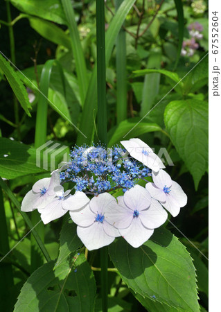 秩父散歩:二十番札所 岩之上堂( いわのうえどう)臨済宗南禅寺派 秩父散歩:二十番札所 岩之上堂( いわのうえどう)臨済宗南禅寺派 67552604