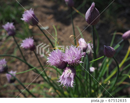 チャイブ 67552635