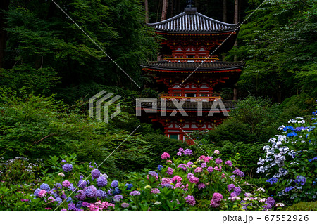 京都府木津川市　岩船寺　紫陽花 67552926