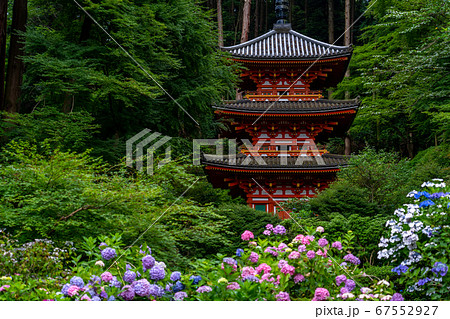 京都府木津川市 岩船寺 紫陽花 京都府木津川市 岩船寺 紫陽花 67552927