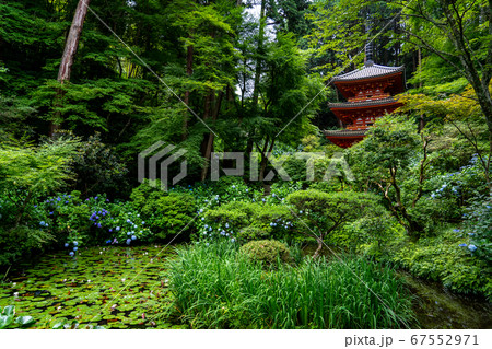 京都府木津川市 岩船寺 紫陽花 京都府木津川市 岩船寺 紫陽花 67552971