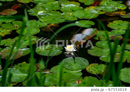 京都府木津川市　岩船寺　紫陽花 67553019