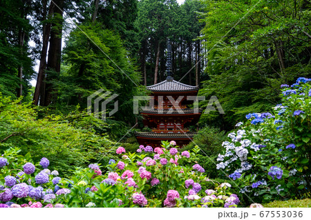 京都府木津川市 岩船寺 紫陽花 京都府木津川市 岩船寺 紫陽花 67553036