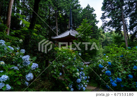 京都府木津川市　岩船寺　紫陽花 67553180