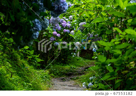 京都府木津川市　岩船寺　紫陽花 67553182