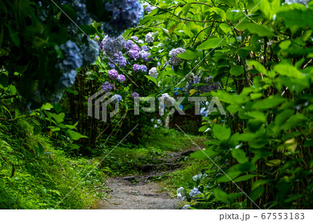 京都府木津川市　岩船寺　紫陽花 67553183