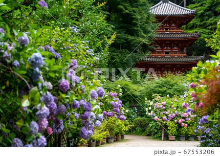 京都府木津川市　岩船寺　紫陽花 67553206
