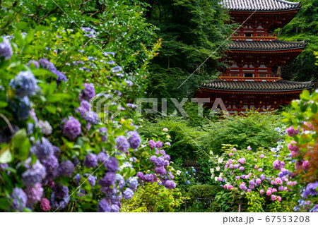京都府木津川市　岩船寺　紫陽花 67553208