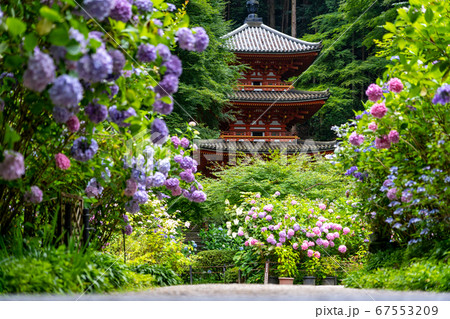 京都府木津川市 岩船寺 紫陽花 京都府木津川市 岩船寺 紫陽花 67553209