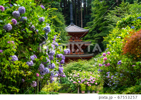 京都府木津川市　岩船寺　紫陽花 67553257