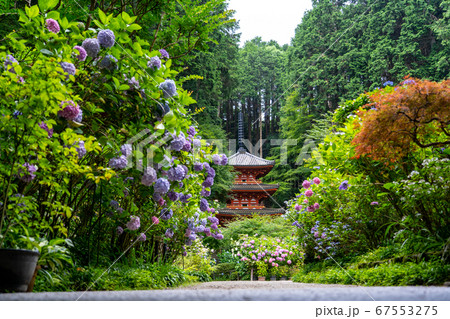 京都府木津川市 岩船寺 紫陽花 京都府木津川市 岩船寺 紫陽花 67553275