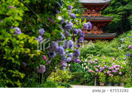 京都府木津川市　岩船寺　紫陽花 67553282