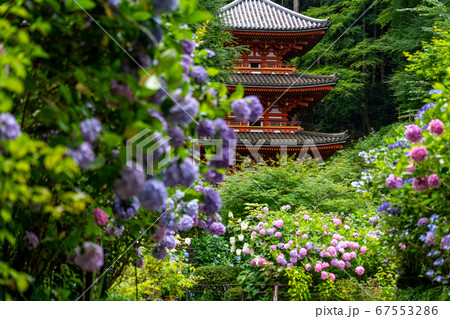 京都府木津川市　岩船寺　紫陽花 67553286