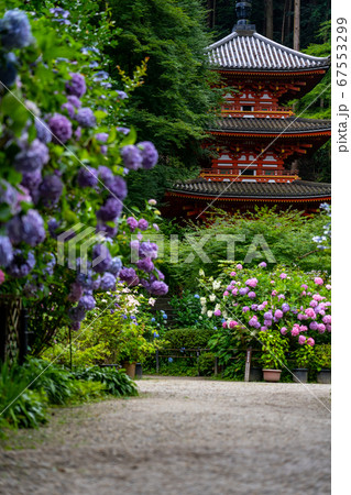 京都府木津川市　岩船寺　紫陽花 67553299