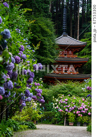 京都府木津川市　岩船寺　紫陽花 67553300
