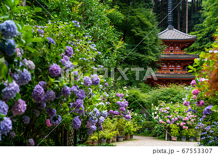 京都府木津川市 岩船寺 紫陽花 京都府木津川市 岩船寺 紫陽花 67553307