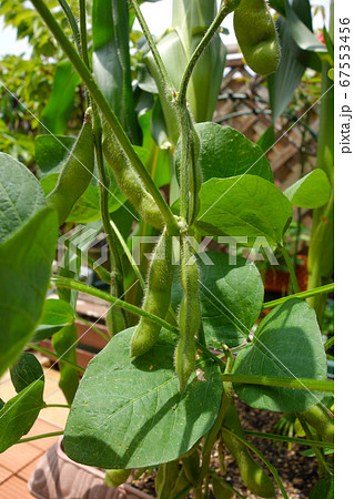 マンションのベランダで家庭菜園 3粒しっかり実った エダマメ マンションのベランダで家庭菜園 3粒しっかり実った エダマメ 67553456