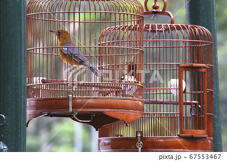 香港の鳥好きが集まる園圃街のバードガーデンで鳴き声を自慢するのが名物 これはメジロ 目白 の写真素材