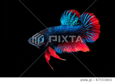 Betta splendens fish isolated on black background. Betta splendens fish isolated on black background. 67553601