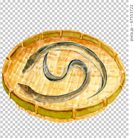 Two eels in a colander [watercolor] 67553722