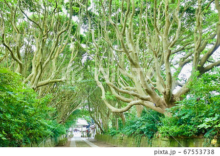 酒列磯前神社の参道 67553738
