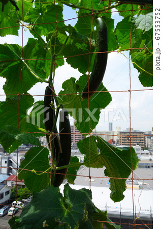 マンションのベランダで家庭菜園 キュウリ3本収穫の写真素材