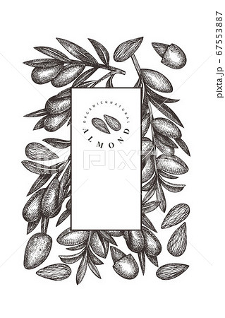 Hand Drawn Sketch Almond Design Template Organicのイラスト素材