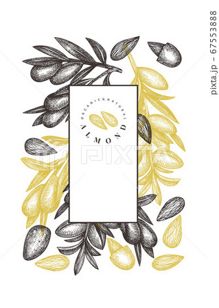 Hand drawn sketch almond design template. Organic Hand drawn sketch almond design template. Organic 67553888